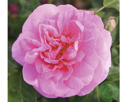 Buskros OMNIA GARDEN Rosa Gertrude Jekyll 'Ausbord' (Moderna Buskros-Gruppen) 5-pack