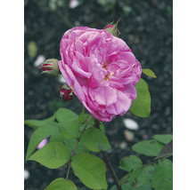 Närbild av en rosa ros med blomknoppar och gröna blad.