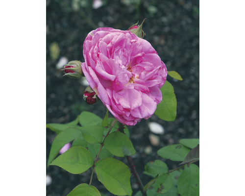 Närbild av en rosa ros med blomknoppar och gröna blad.