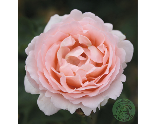 Buskros OMNIA GARDEN Rosa Clair Renaissance 'Poulsyng' (Moderna Buskros-Gruppen) 10-pack