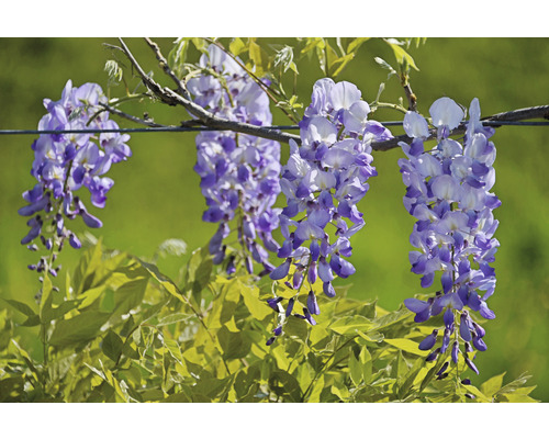 Japanskt Blåregn OMNIA GARDEN Wisteria floribunda Issai-naga ( 'Issai Perfect') 5-pack