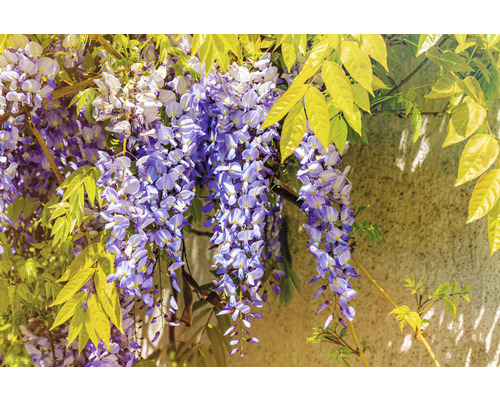 Blommande blåregn med blad på en vägg