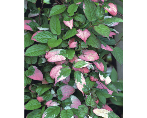 Klätterväxt med gröna och rosa blad