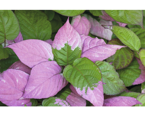 Närbild av en kiwi klätterväxt med rosa och gröna blad