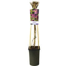 Klematis OMNIA GARDEN Clematis (Atragene-Gruppen) 'Ruby' 3-pack