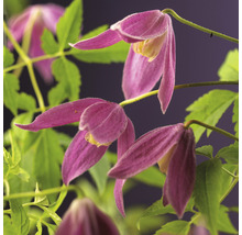 Klematis OMNIA GARDEN Clematis (Atragene-Gruppen) 'Ruby' 3-pack