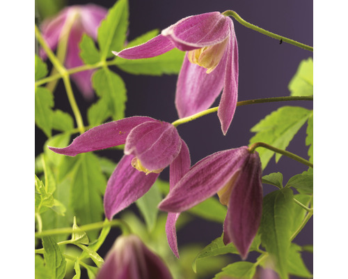 Närbild av klematisblommor med blad