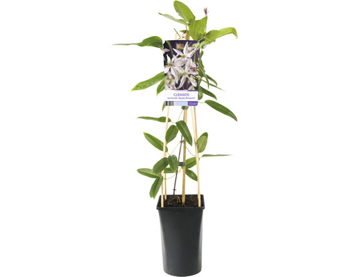 Klematisväxt i kruka med klätterhjälp