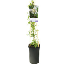Klematis OMNIA GARDEN Clematis cirrhosa var. balearica  1-pack
