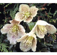 Klematis OMNIA GARDEN Clematis cirrhosa var. balearica  1-pack