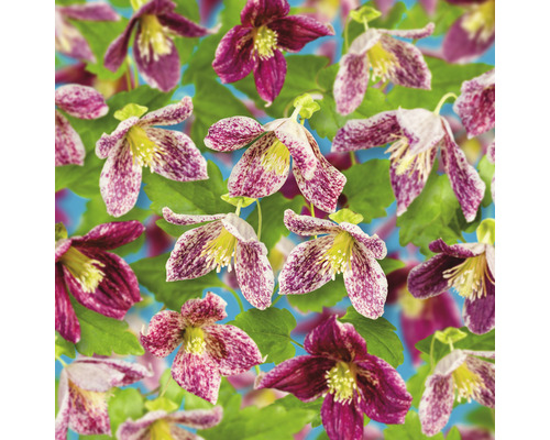 Klematis OMNIA GARDEN Clematis cirrhosa var. purpurascens 'Freckles' 3-pack