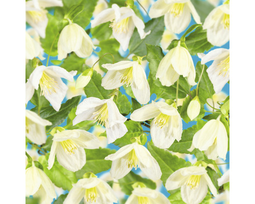 Klematis OMNIA GARDEN Clematis (Cirrhosa-Gruppen) 'Jingle Bells' 1-pack