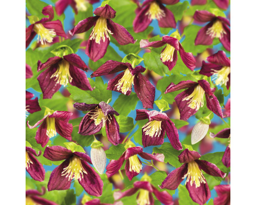 Klematis OMNIA GARDEN Clematis cirrhosa var. purpurascens 'Lansdowne Gem' 3-pack Sömlöst mönster med klematisblommor och blad för trädgården