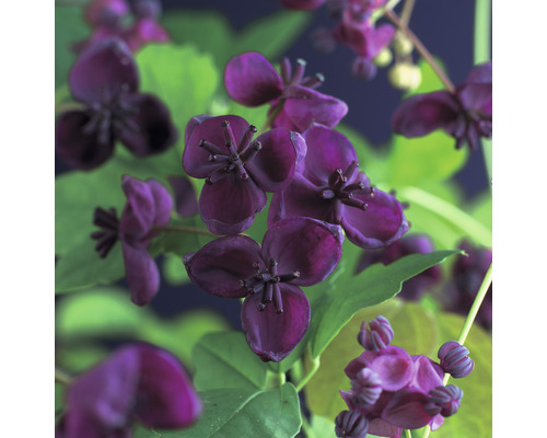 Närbild av blommande chokladvinrankor.