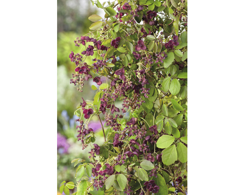 Klätterväxt med mörkröda blommor och gröna blad
