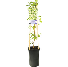 Klematis OMNIA GARDEN Clematis cirrhosa 'Wisley Cream' 3-pack