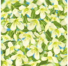 Klematis OMNIA GARDEN Clematis cirrhosa 'Wisley Cream' 3-pack