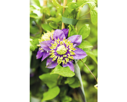 Klematis OMNIA GARDEN Clematis 'Taiga' 3-pack