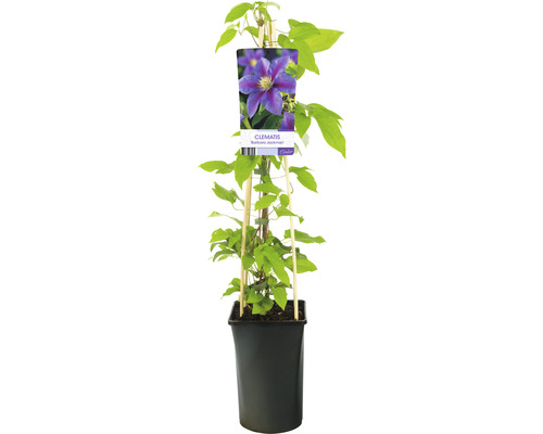Klematis planta i kruka med klätterhjälp