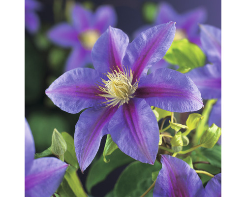 Klematis OMNIA GARDEN Clematis (Tidiga Storblommiga Gruppen) 'Barbara Jackman' 1-pack