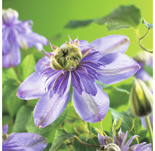 Närbild av en klematisblomma
