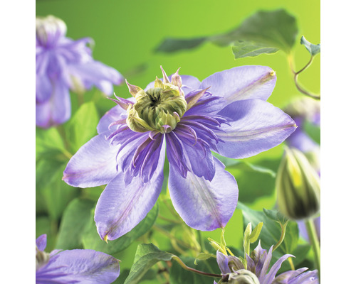 Klematis OMNIA GARDEN Clematis (Tidiga Storblommiga Gruppen) 'Blue Light' 1-pack Närbild av en klematisblomma