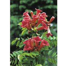 Trumpetranka OMNIA GARDEN Campsis radicans 5-pack