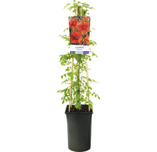 Trumpetranka OMNIA GARDEN Campsis radicans 5-pack