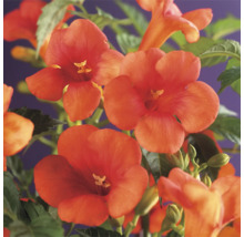 Trumpetranka OMNIA GARDEN Campsis radicans 5-pack