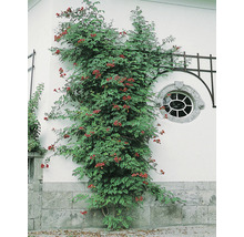 Trumpetranka OMNIA GARDEN Campsis radicans 5-pack