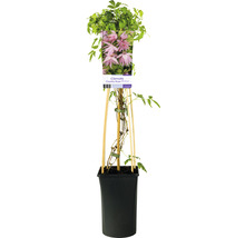 Klematis Country Rose i kruka med klätterhjälp