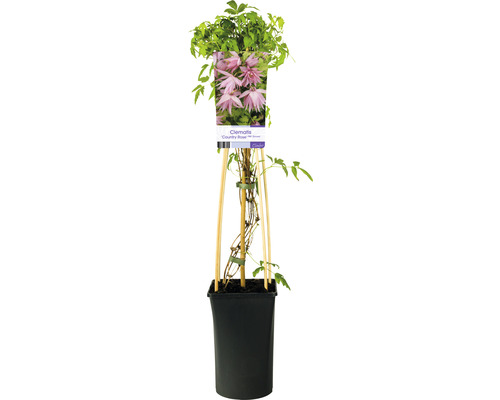 Klematis Country Rose i kruka med klätterhjälp