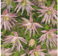 Närbild av Clematisblommor