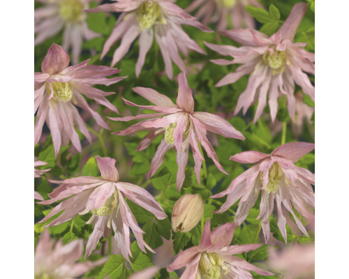 Klematis OMNIA GARDEN Clematis (Atragene-Gruppen) Country Rose 'Zocoro' 3-pack Närbild av Clematisblommor