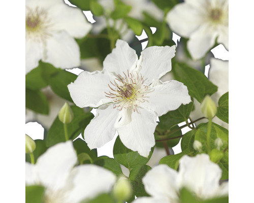 Närbild av klematisblommor med gröna blad
