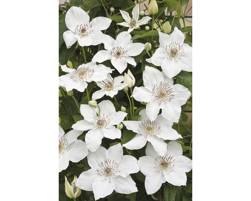 Klematis OMNIA GARDEN Clematis (Tidiga Storblommiga Gruppen) 'Destiny' 1-pack Närbild av vita klematisblommor.