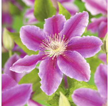 Närbild av en klematisblomma med kronblad