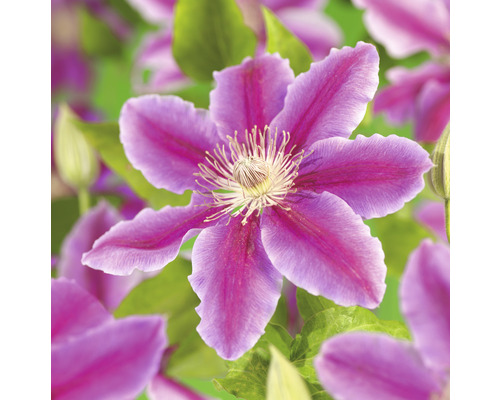 Klematis OMNIA GARDEN Clematis (Tidiga Storblommiga Gruppen) 'Doctor Ruppel' 3-pack Klematis OMNIA GARDEN Clematis (Tidiga Storblommiga Gruppen) 'Doctor Ruppel' 3-pack