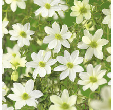 Närbild av en klematis med vita blommor.
