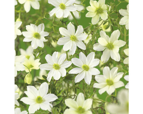 Klematis OMNIA GARDEN Clematis (Forsteri-Gruppen) 'Early Sensation' 3-pack Närbild av en klematis med vita blommor.