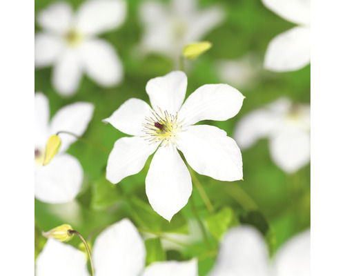 Klematis OMNIA GARDEN Clematis (Sena Storblommiga Gruppen) Forever Friends ('Zofofri') 3-pack Klematis OMNIA GARDEN Clematis (Sena Storblommiga Gruppen) Forever Friends ('Zofofri') 3-pack