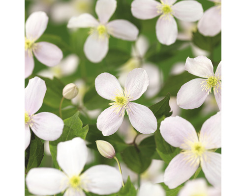 Klematis OMNIA GARDEN Clematis (Montana-Gruppen) 'Fragrant Spring' 5-pack Närbild av klematisblommor med gröna blad