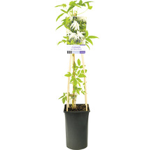 Klematis OMNIA GARDEN Clematis (Atragene-Gruppen) 'Albina Plena' 5-pack