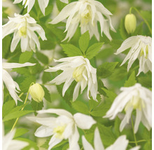 Klematis OMNIA GARDEN Clematis (Atragene-Gruppen) 'Albina Plena' 5-pack