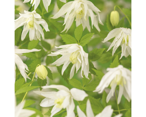 Klematis OMNIA GARDEN Clematis (Atragene-Gruppen) 'Albina Plena' 5-pack Närbild av Clematis Alpina blommor och blad