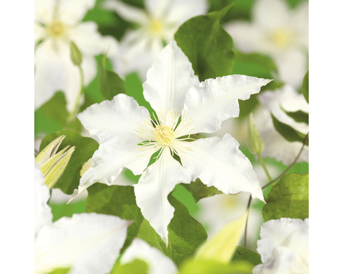 Klematis OMNIA GARDEN Clematis (Tidiga Storblommiga Gruppen) 'Gladys Picard' 5-pack