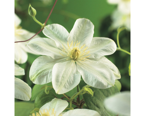 Klematis OMNIA GARDEN Clematis (Tidiga Storblommiga Gruppen) 'Guernsey Cream' 3-pack Klematis OMNIA GARDEN Clematis (Tidiga Storblommiga Gruppen) 'Guernsey Cream' 3-pack