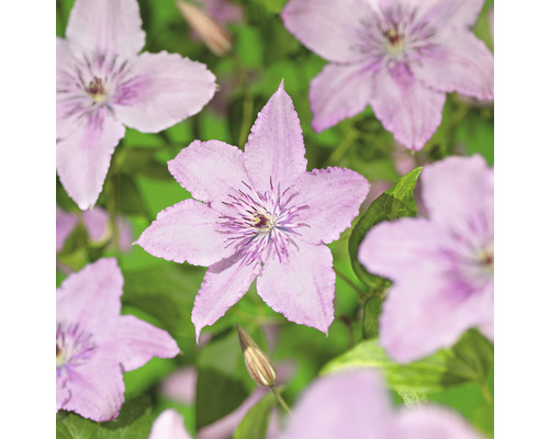 Klematis OMNIA GARDEN Clematis (Sena Storblommiga Gruppen) 'Hagley Hybrid' 3-pack