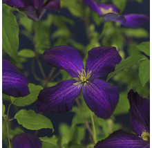 Närbild av en lila klematis med gröna blad