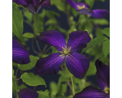 Klematis OMNIA GARDEN Clematis (Tidiga Storblommiga Gruppen) Jackmanii Purpurea 'Zojapur' 1-pack